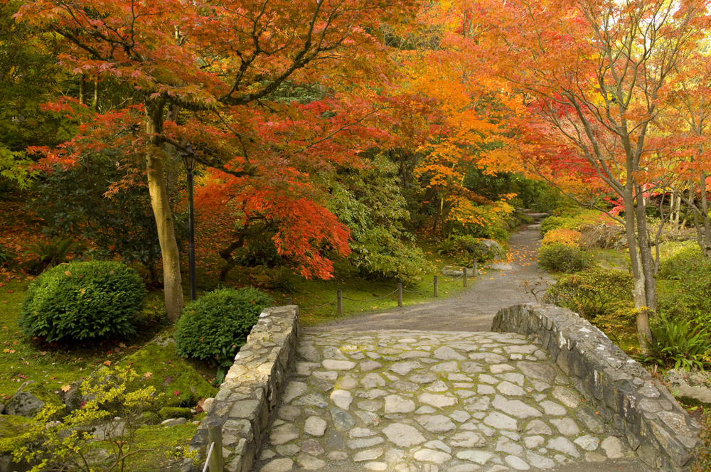 lanscape of japanese garden Southside Counselling and Therapy Centre main Room Hire image