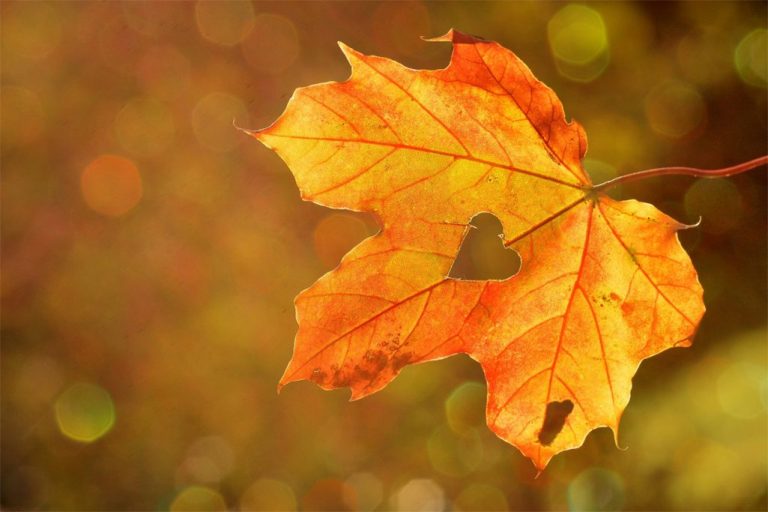 Southside Counselling and Therapy Centre Counselling & Bodywork